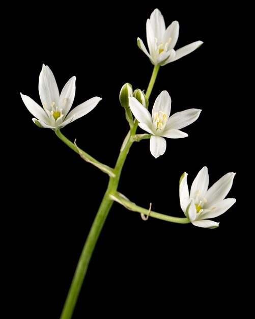 Fiore bianco di ornithogalum isolato su sfondo nero