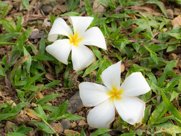 Fiore bianco di plumeria sull'erba verde