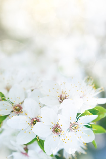 Fiore bianco di primavera