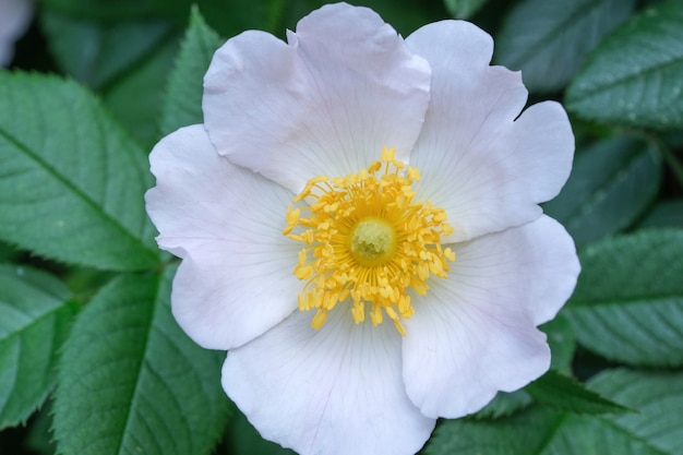 Fiore bianco di un dogrose