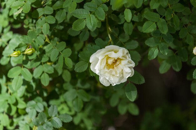 Fiore bianco di una rosa canina selvatica su uno sfondo di fogliame verde