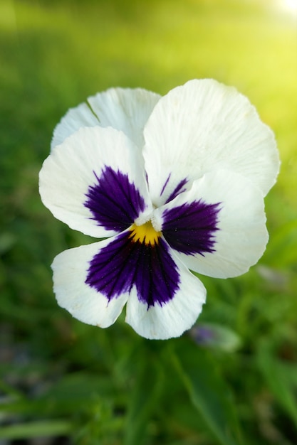 Fiore bianco di Viola Cornuta Pansies.pansy nel giardino nei raggi luminosi del sole.