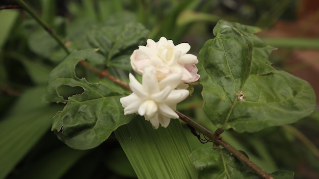 fiore bianco doppio gelsomino che fiorisce nella stagione delle piogge