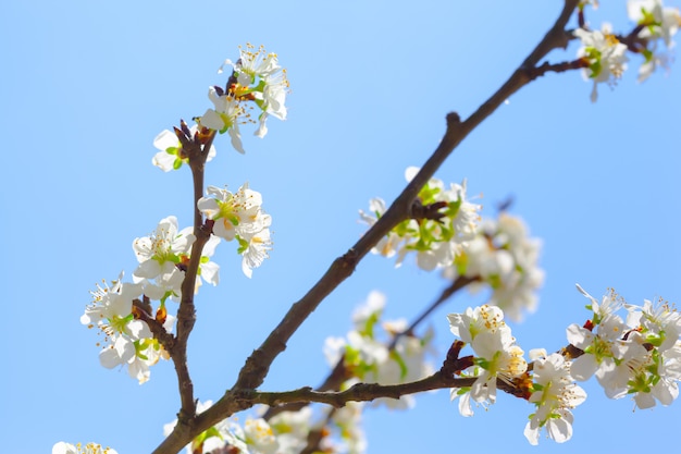 Fiore bianco e foglie