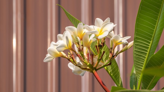 Fiore bianco e giallo plumeria