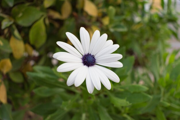 Fiore bianco e sfondo di foglie verdi e marroni