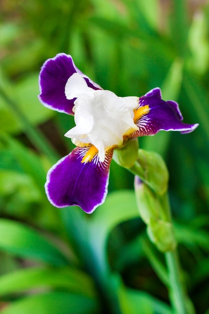 Fiore bianco e viola dell'iride nel giardino