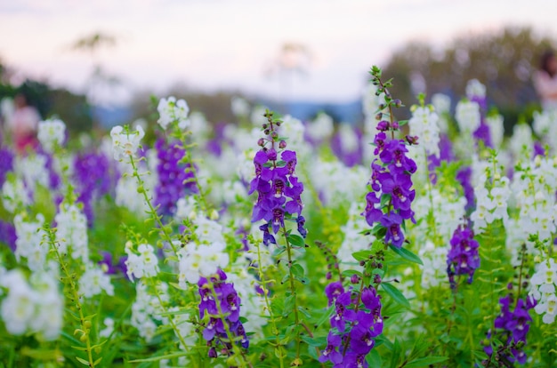 Fiore bianco e viola di Salvia