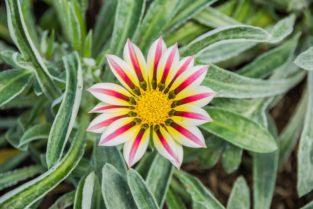 Fiore bianco e viola tigre gazania pallido