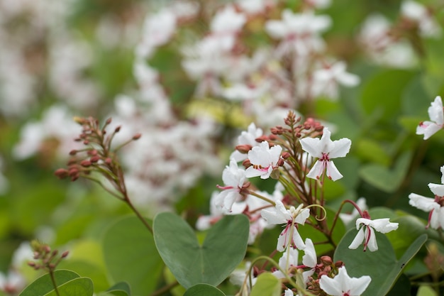 Fiore bianco fiore