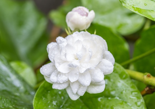 Fiore bianco, gelsomino (Jasminum sambac L.)