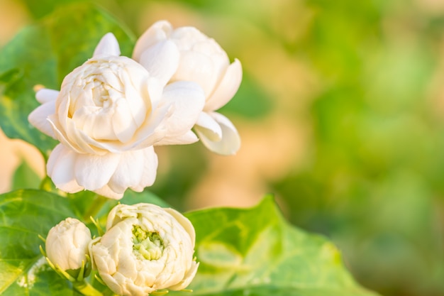 Fiore bianco, gelsomino (Jasminum sambac L.)