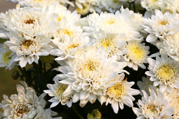 Fiore bianco-giallo della gerbera