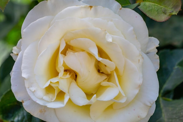 Fiore bianco giardino rosa fiore macrofotografia in una soleggiata giornata estiva