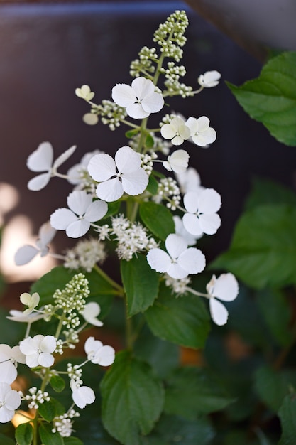 Fiore bianco Hydrangea paniculata nel giardino estivo