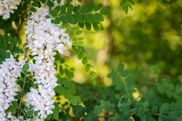 fiore bianco in fiore dell'albero di robinia