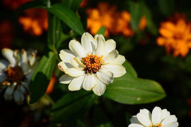 fiore bianco in giardino