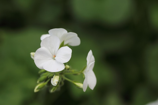 Fiore bianco in primo piano su sfondo verde