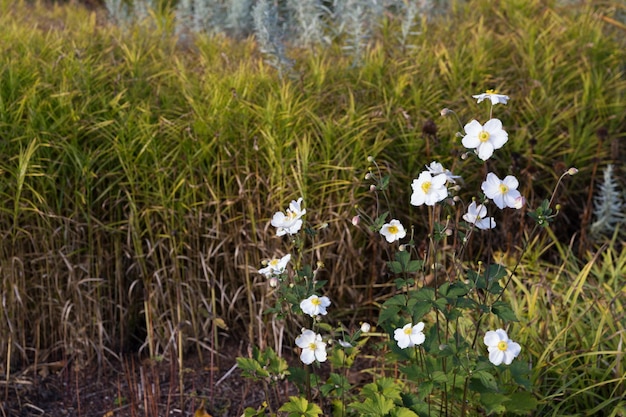 Fiore bianco japanes anemone nel giardino d'autunno Kemeri Lettonia Europa