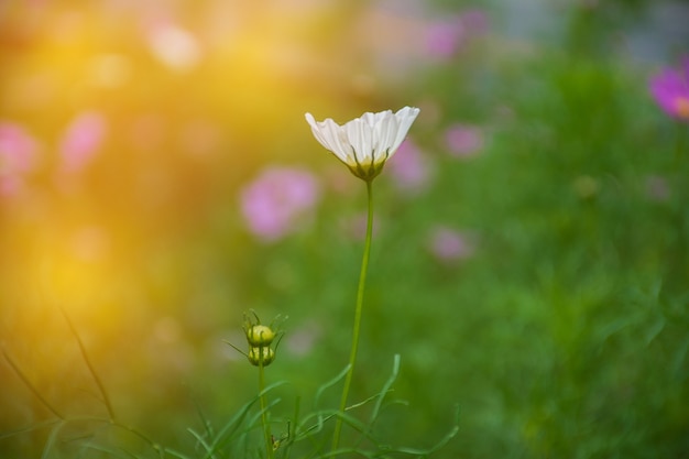 Fiore bianco nel giardino con luce solare di colore arancione.