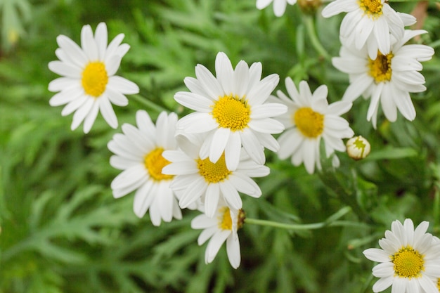 fiore bianco nel mio giardino