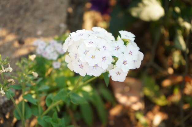 fiore bianco piantato in giardino