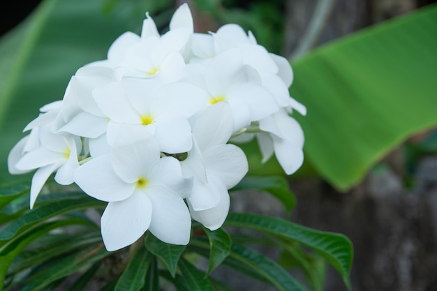 Fiore bianco Plumeria pudica, Bouquet da sposa