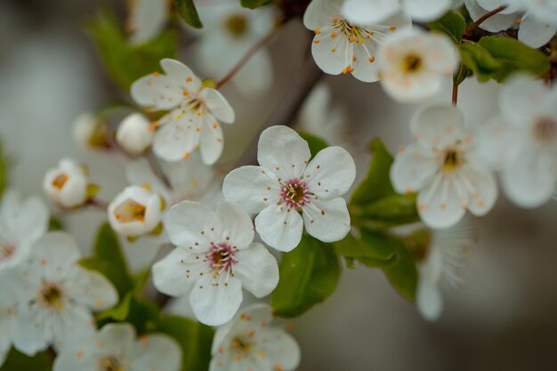 Fiore bianco sakura che sboccia come sfondo naturale su sfondo sfocato