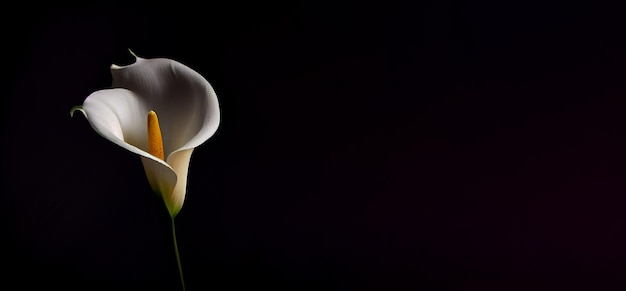 Fiore bianco scuro di Calla Lilly nella priorità bassa nera