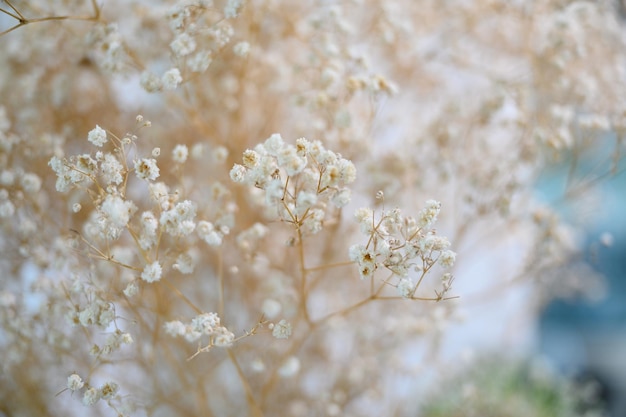 Fiore bianco secco sullo sfondo del vaso