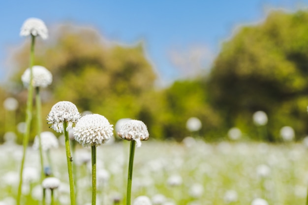 Fiore bianco selvaggio che fiorisce nel campo contro il cielo blu