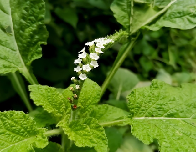 Fiore bianco selvatico con foglie verdi