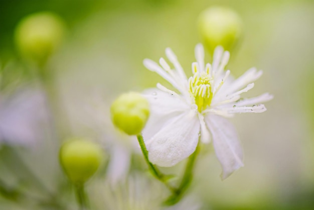 Fiore bianco soft focus e sfondo sfocato su sfondo verde Fiore con gocce d'acqua