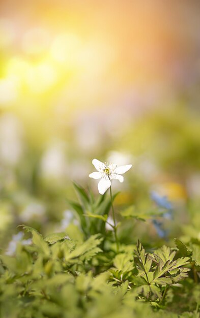 fiore bianco su sfondo luminoso