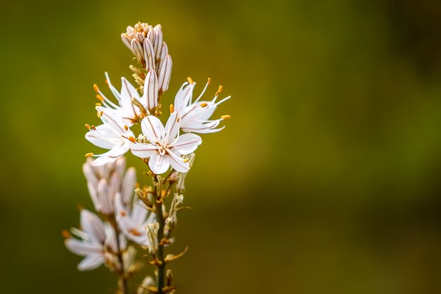 Fiore bianco su sfondo verde sfocato con spazio di copia