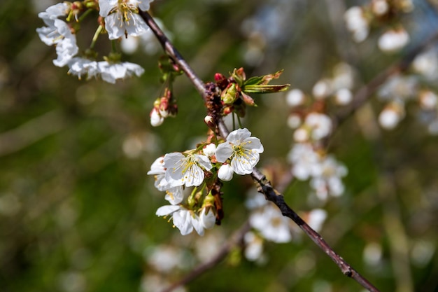 fiore bianco su un albero