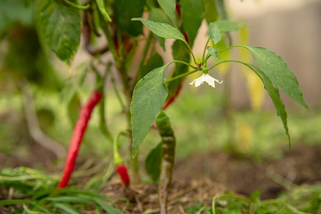 Fiore bianco su un cespuglio di peperone rosso.