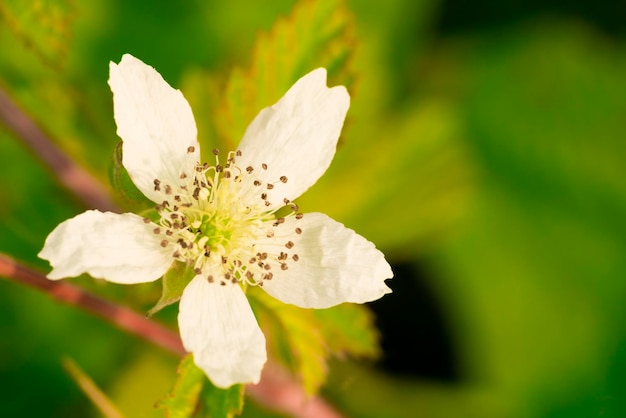 Fiore bianco su un ramo