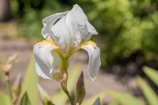 Fiore bianco su uno sfondo sfocato