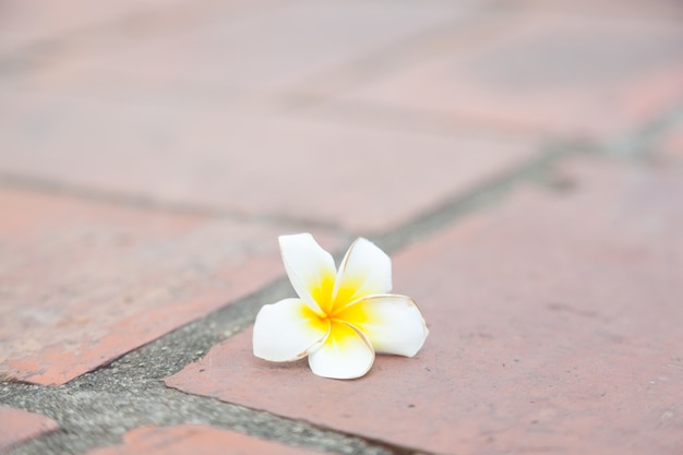 Fiore bianco sul terreno
