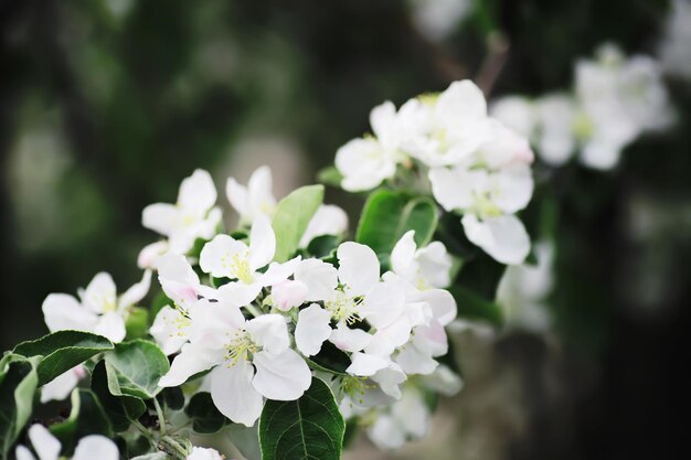 Fiore bianco sull'albero Fiori di melo e ciliegio Fioritura primaverile