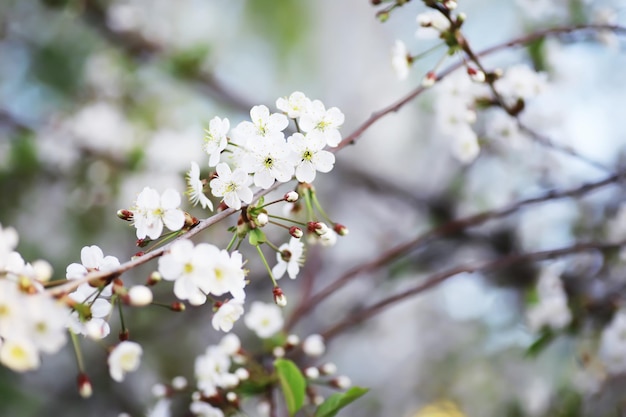 Fiore bianco sull'albero Fiori di melo e ciliegio Fioritura primaverile