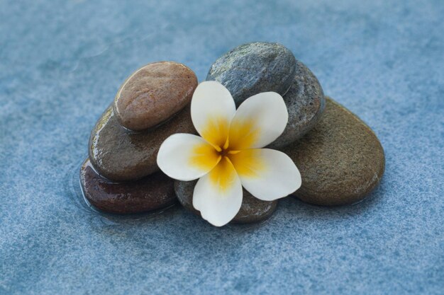 Fiore bianco tra le pietre per il trattamento di massaggio su sfondo blu della tavola