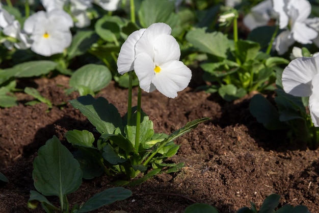 Fiore bianco viola che cresce a terra