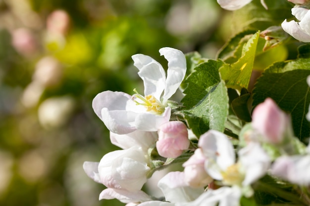 fiore bianco