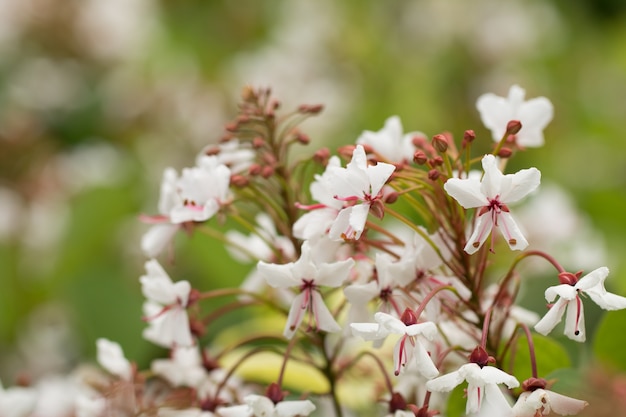 Fiore bianco