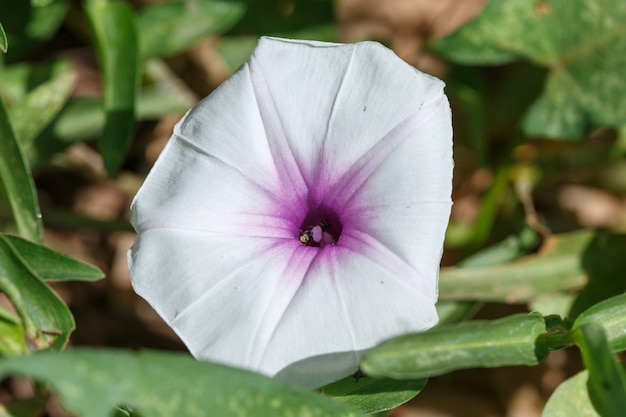 fiore bianco