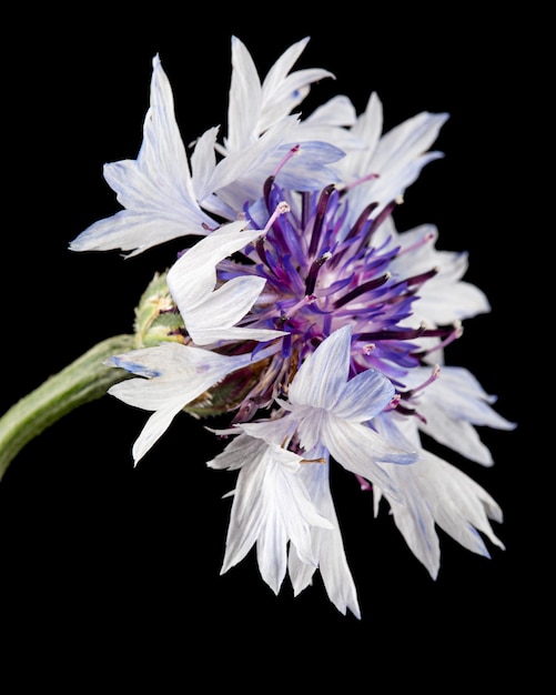 Fiore biancovioletto di fiordaliso lat Centaurea isolato su sfondo nero