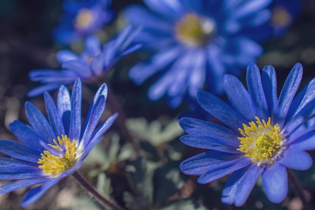 Fiore blu anemone sfocato