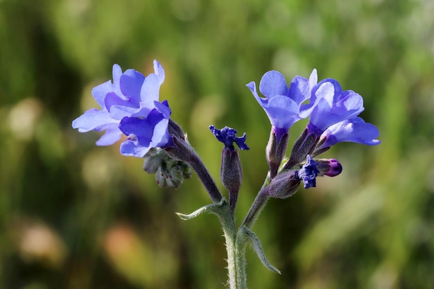 Fiore blu di Anchusa vicino alla vista macro